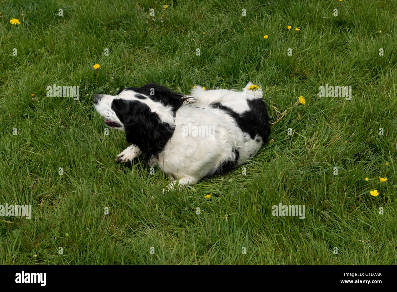 Un cocker spaniel cane rotolamento su qualcosa di puzzolente in erba Foto Stock