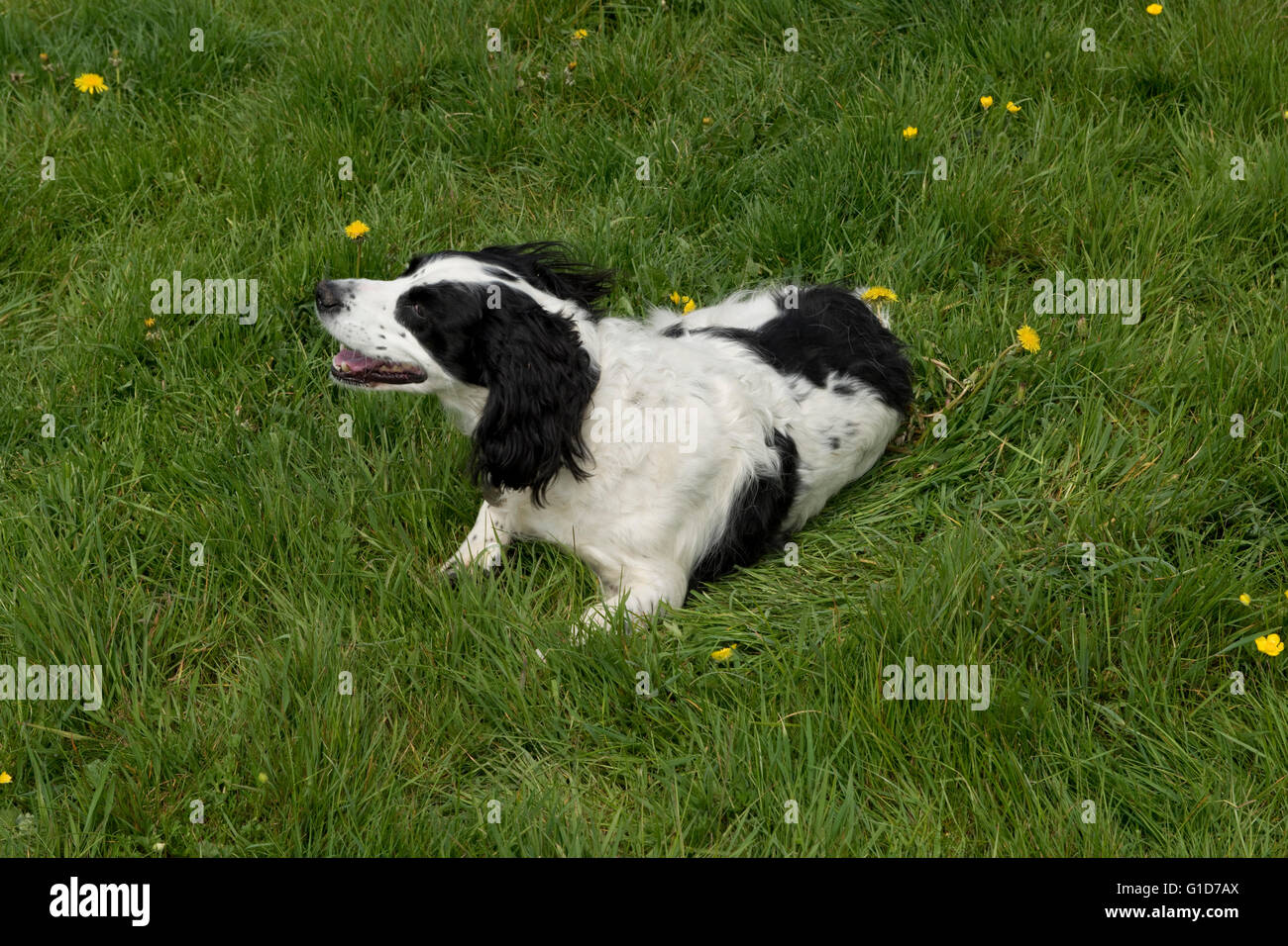 Un cocker spaniel cane rotolamento su qualcosa di puzzolente in erba Foto Stock