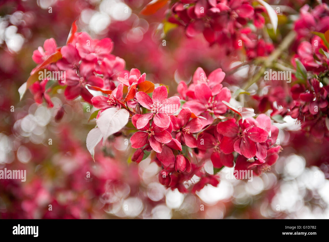 Granchio rosso mela albero macro, Malus Royalty fioritura in primavera in Polonia, Europa, con abbondanza di fiori e foglie di albero. Foto Stock