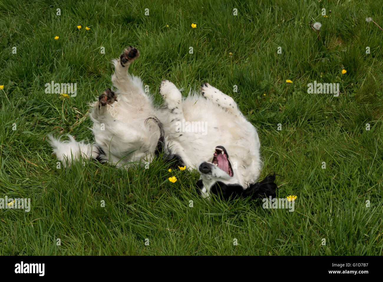 Un cocker spaniel cane rotolamento su qualcosa di puzzolente in erba Foto Stock