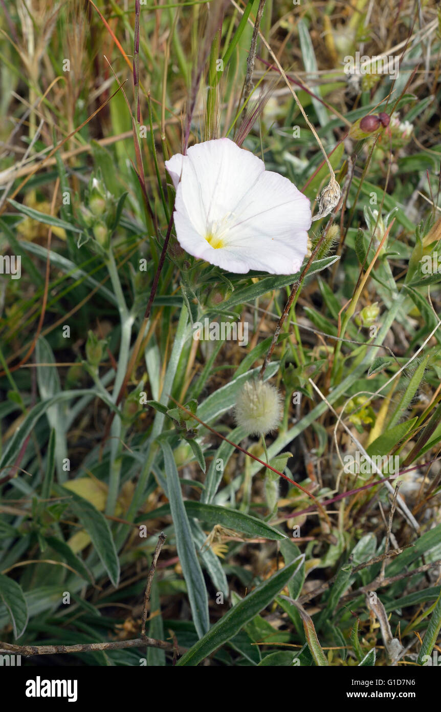 Convolvulus oleifolius un Mediterraneo bianco centinodia fiore Foto Stock
