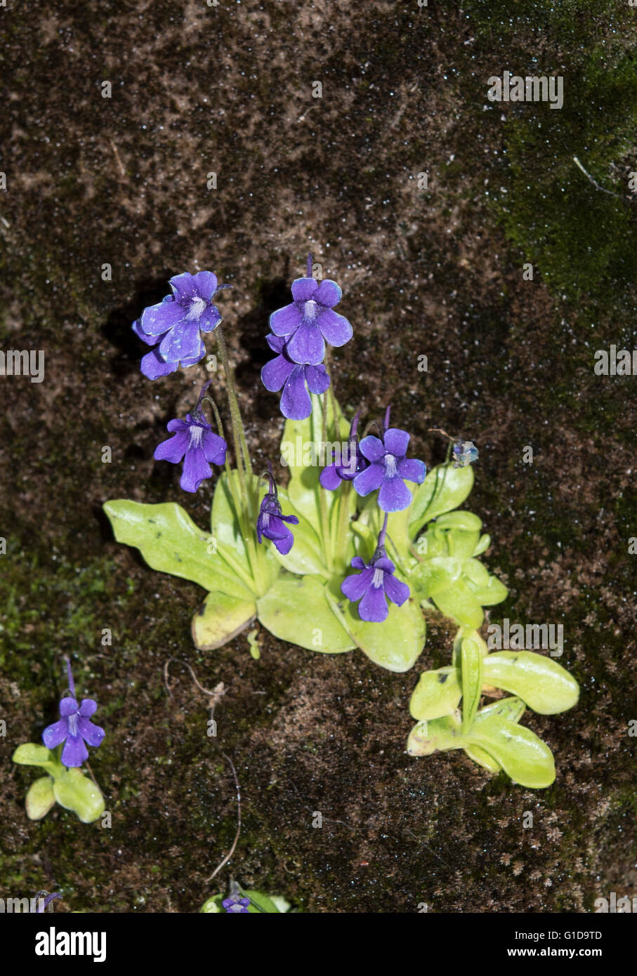 Pinguicula grandiflora, a fiore grande Butterwort, cresce su rupi umide nel Parco Naturale Somiedo, Asturias, Spagna. Aprile. Foto Stock