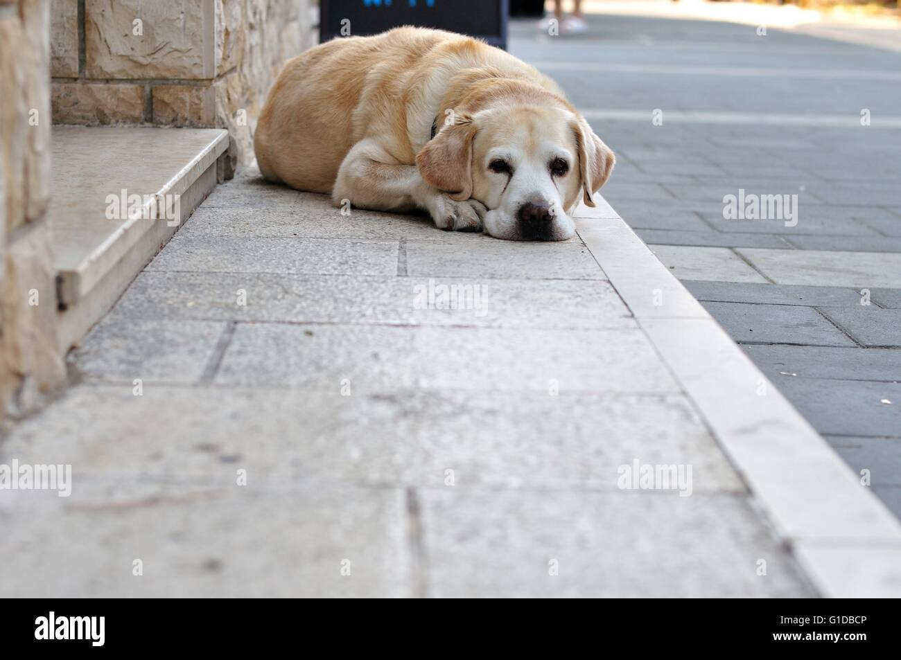 Brown big dog disteso sul marciapiede Foto Stock