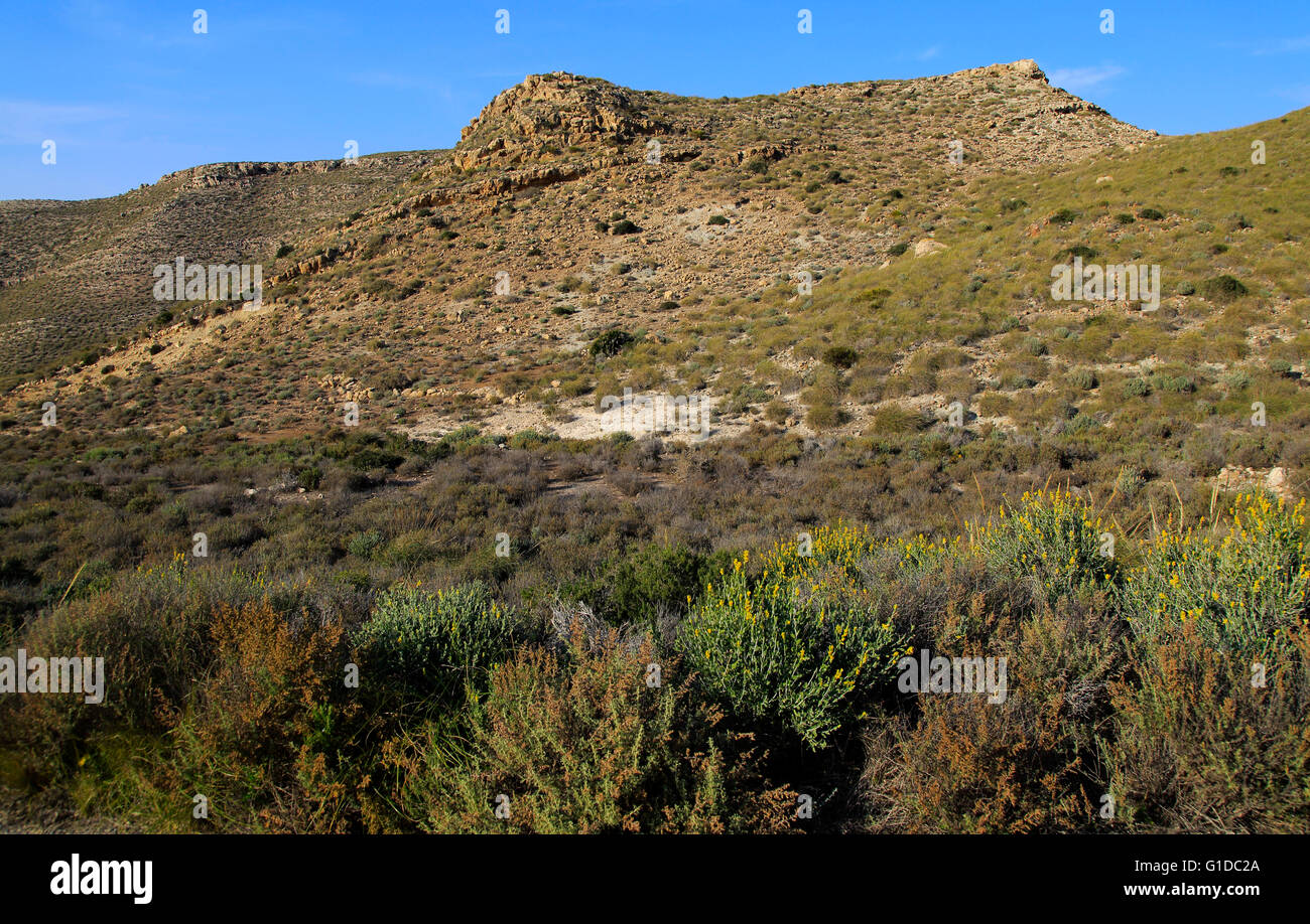 Semi deserto vegetazione a macchia, Rodalquilar, Parco Naturale Cabo de Gata, Almeria, Spagna Foto Stock