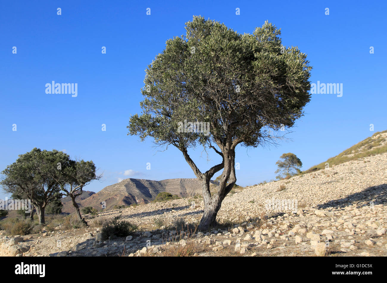 Alberi di olivo in area semidesertica vicino a Rodalquilar, Parco Naturale Cabo de Gata, Almeria, Spagna Foto Stock