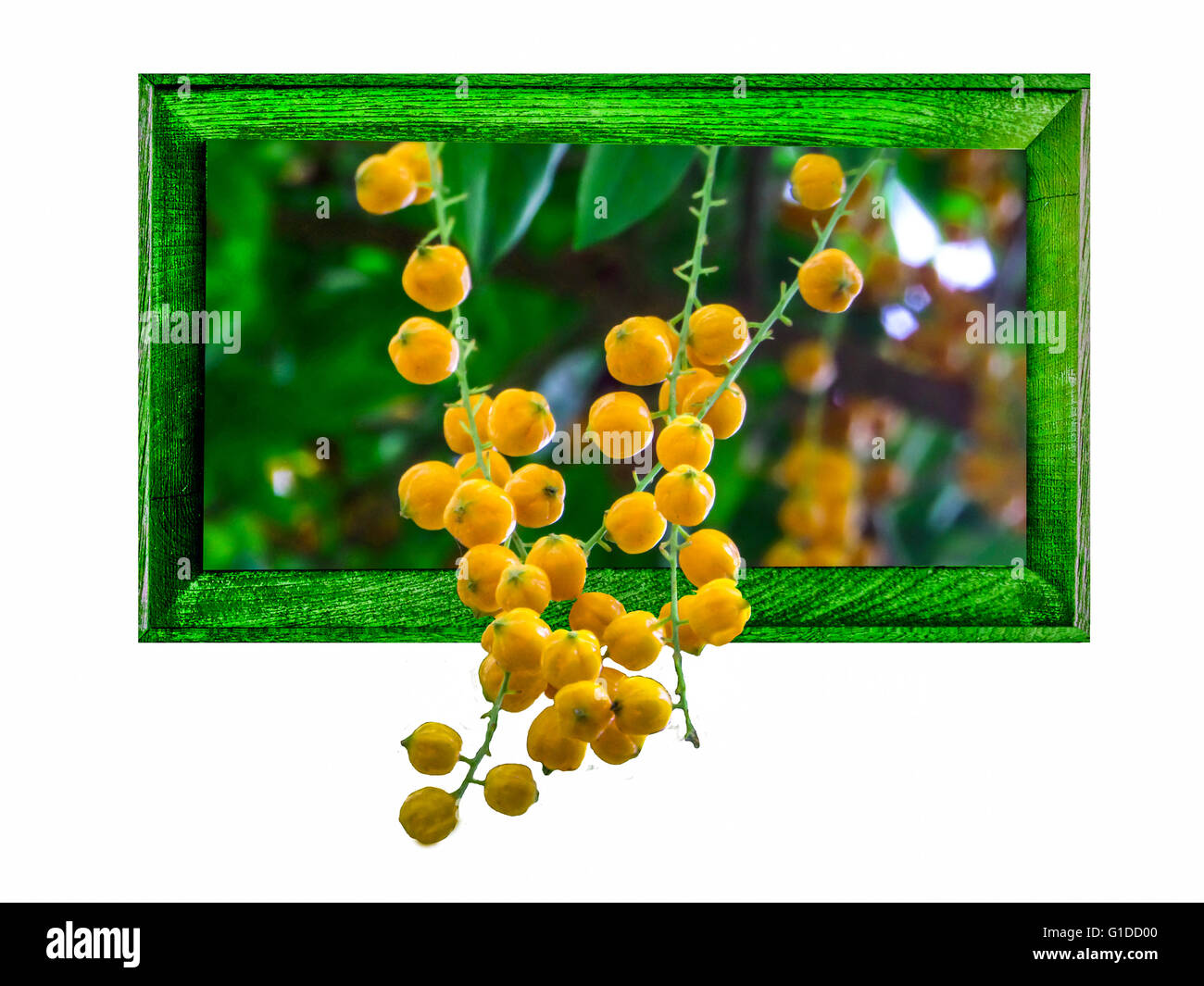 Ha un significato; usata molto raramente; ascoltare un madrelingua dirlo. sostantivo. duranta ; golden dewdrop ; pigeon berry Foto Stock