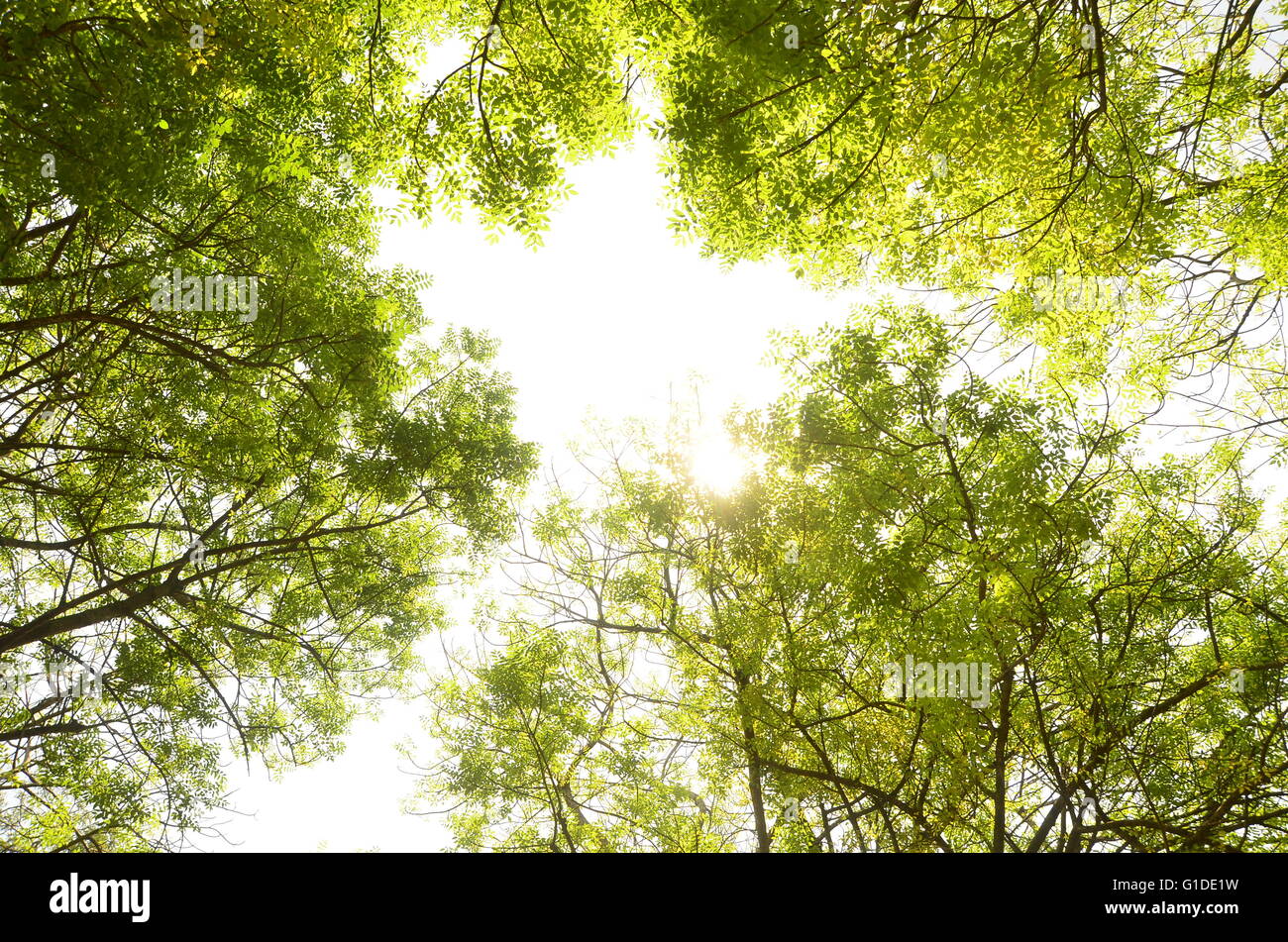 (Komorebi) sun ray penetra attraverso le foglie Foto Stock