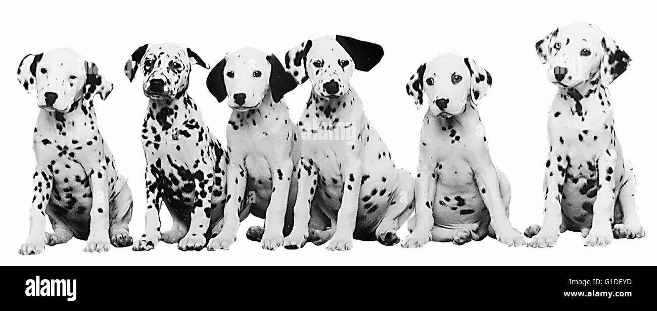 Dalmatiner / Hunde / Welpen, Foto Stock