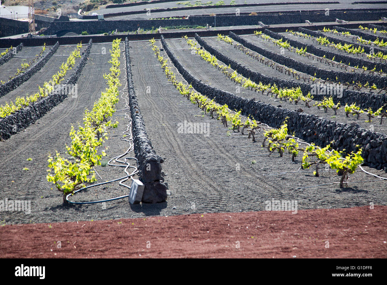 Filari di viti con vulcano nero suoli e muro di pietra, Lanzarote, La Geria, Isole Canarie, Spagna Foto Stock