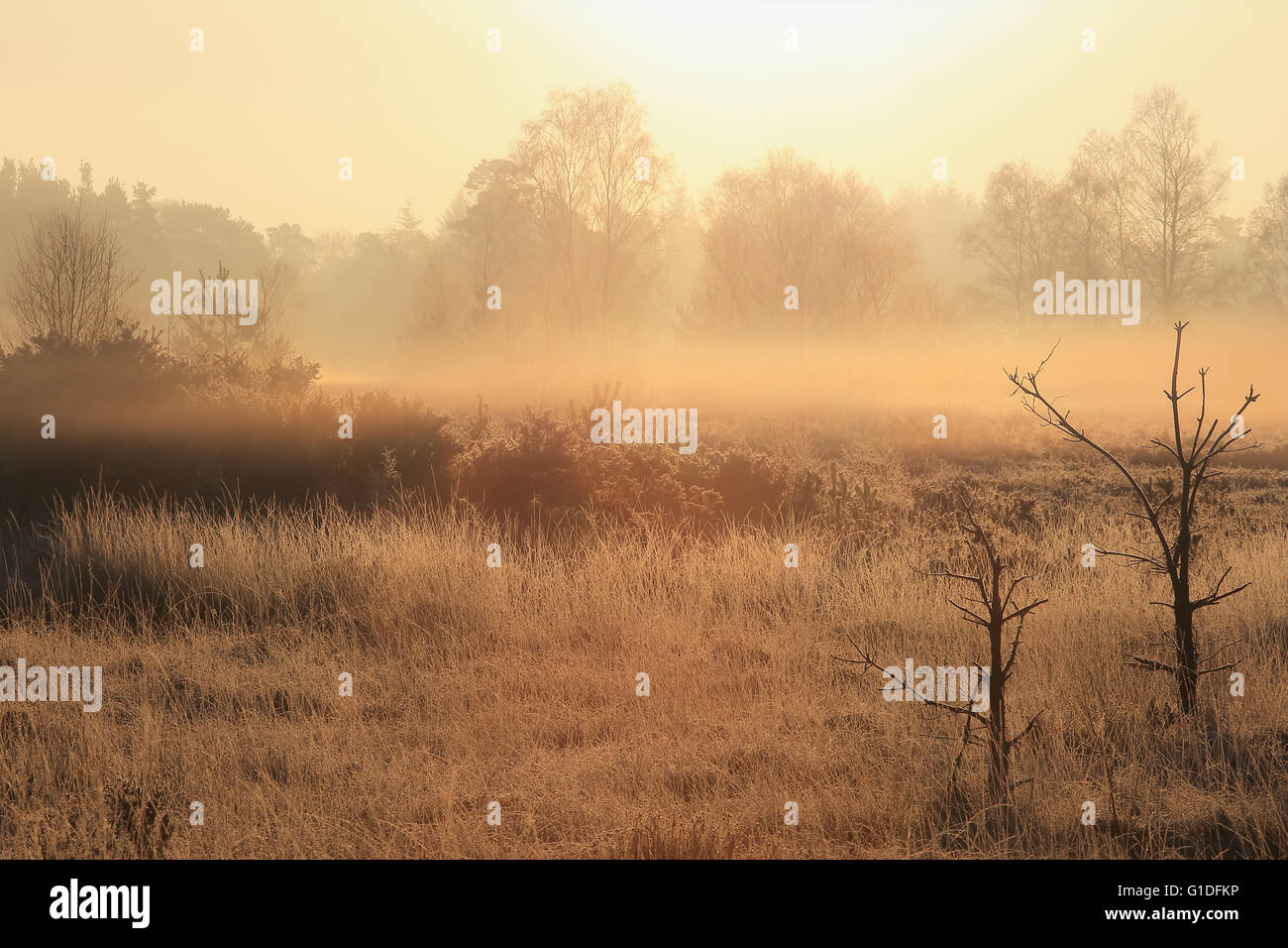 Thursley comune su inverno mattina, Surrey, Inghilterra Foto Stock