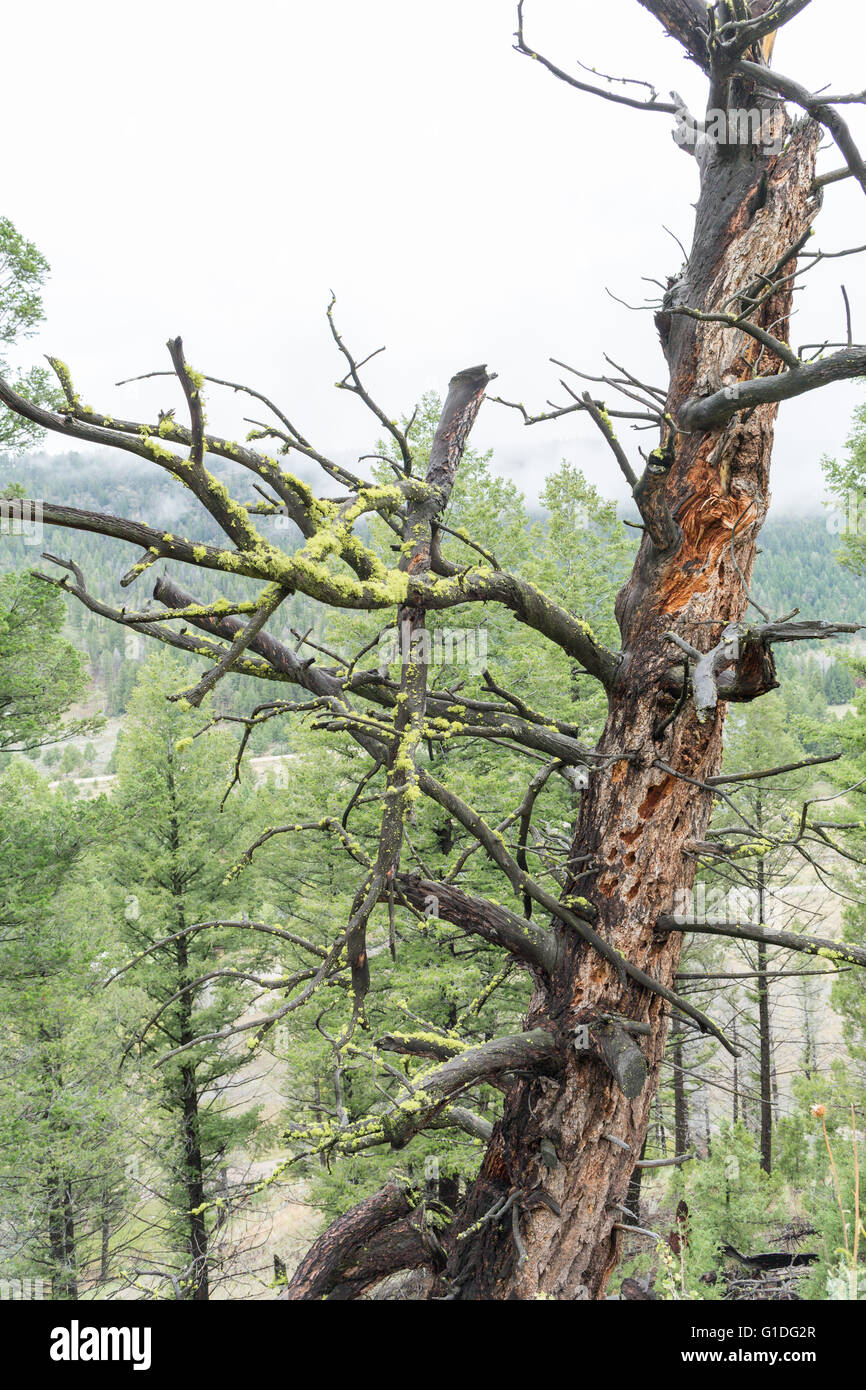 Un vecchio albero morto che è stato colpito da un fulmine Foto Stock