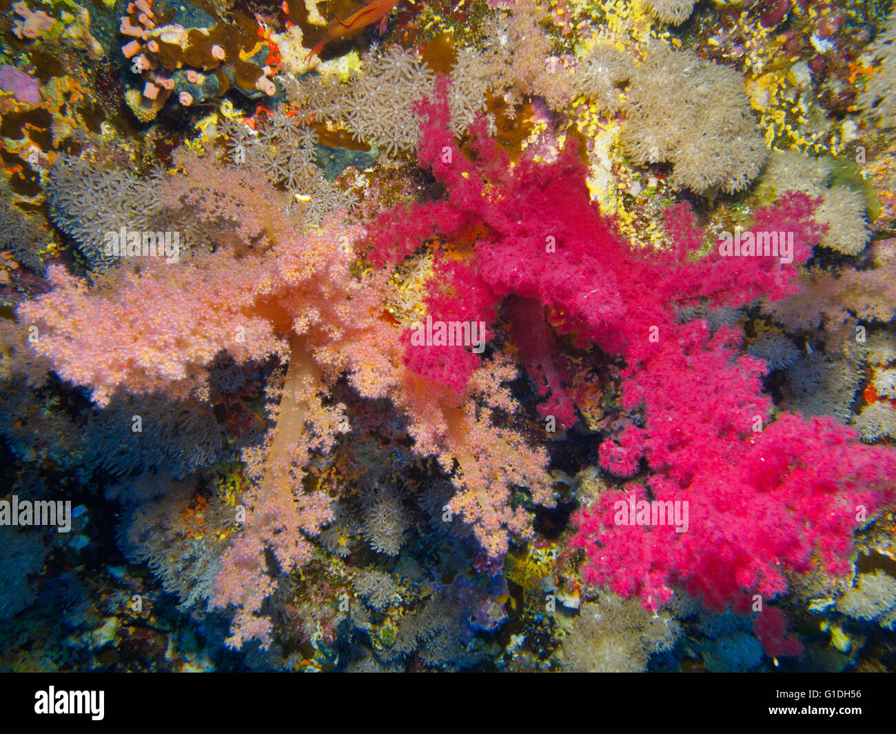 Diversi colori dei coralli molli può essere visto nelle vicinanze di ogni altro. Foto Stock