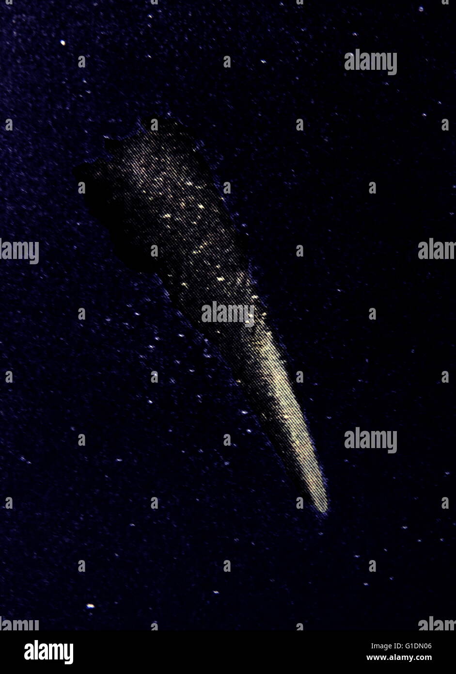 Fotografia della grande cometa del 1882, un membro del Kreutz Sungrazers. Datata del XIX secolo Foto Stock
