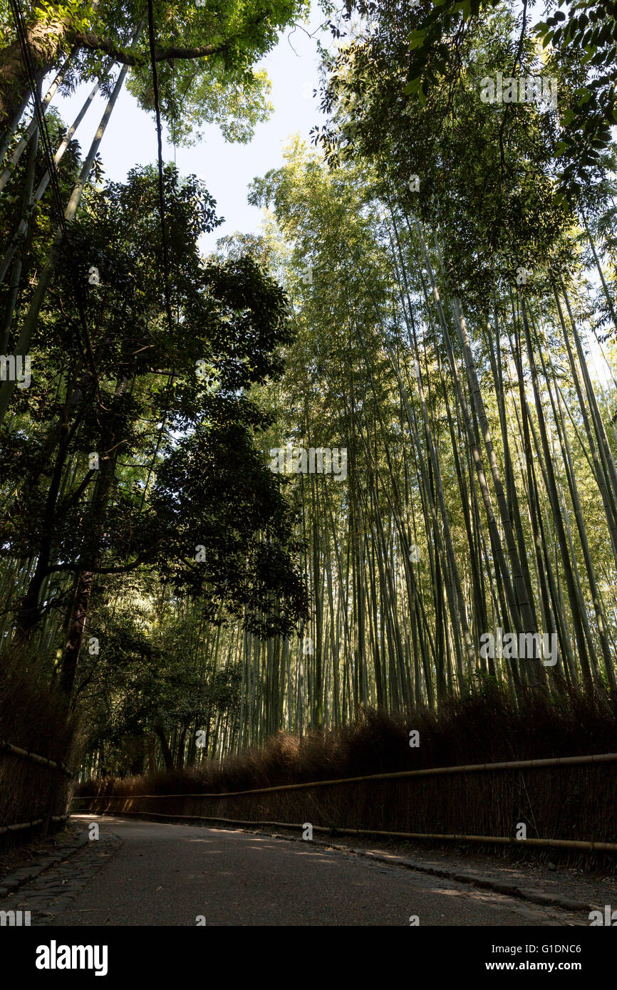 Arashiyama Boschetto di bambù, Ukyo Ward, Kyoto, prefettura di Kyoto, Giappone Foto Stock