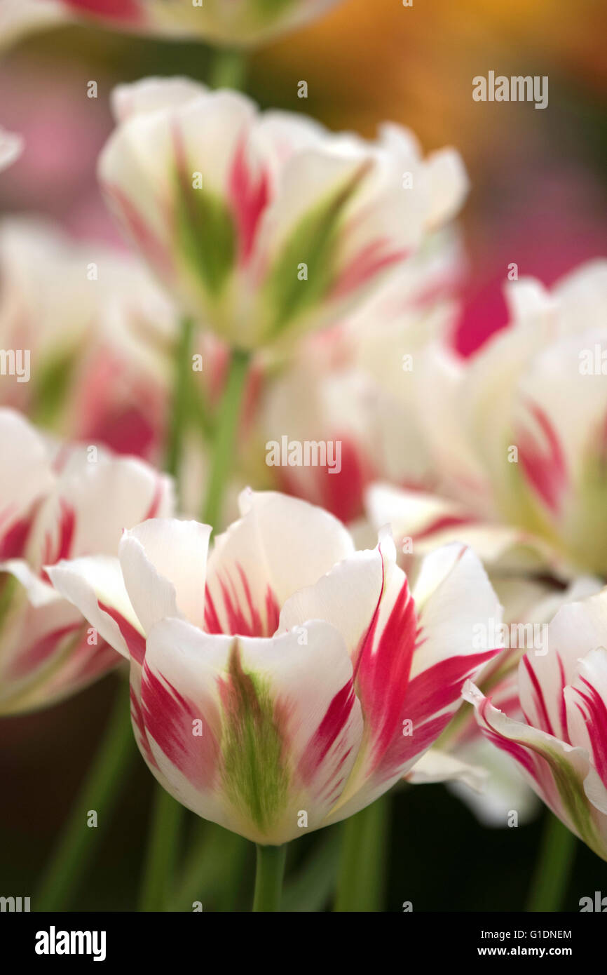 I tulipani "Flaming verde primavera' Foto Stock