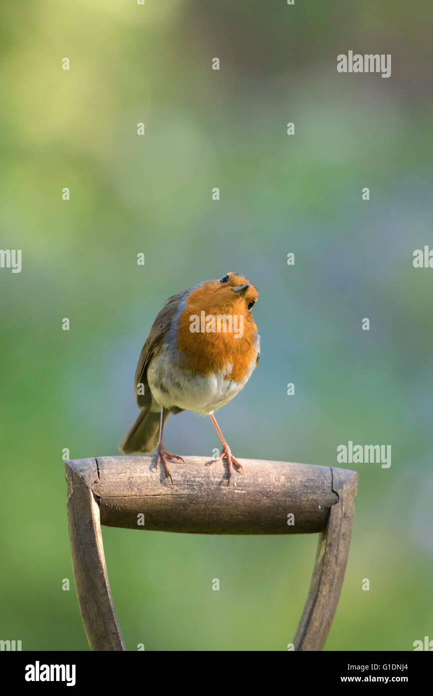 Unione Robin (Erithacus rubecula) in un giardino di primavera, England, Regno Unito Foto Stock