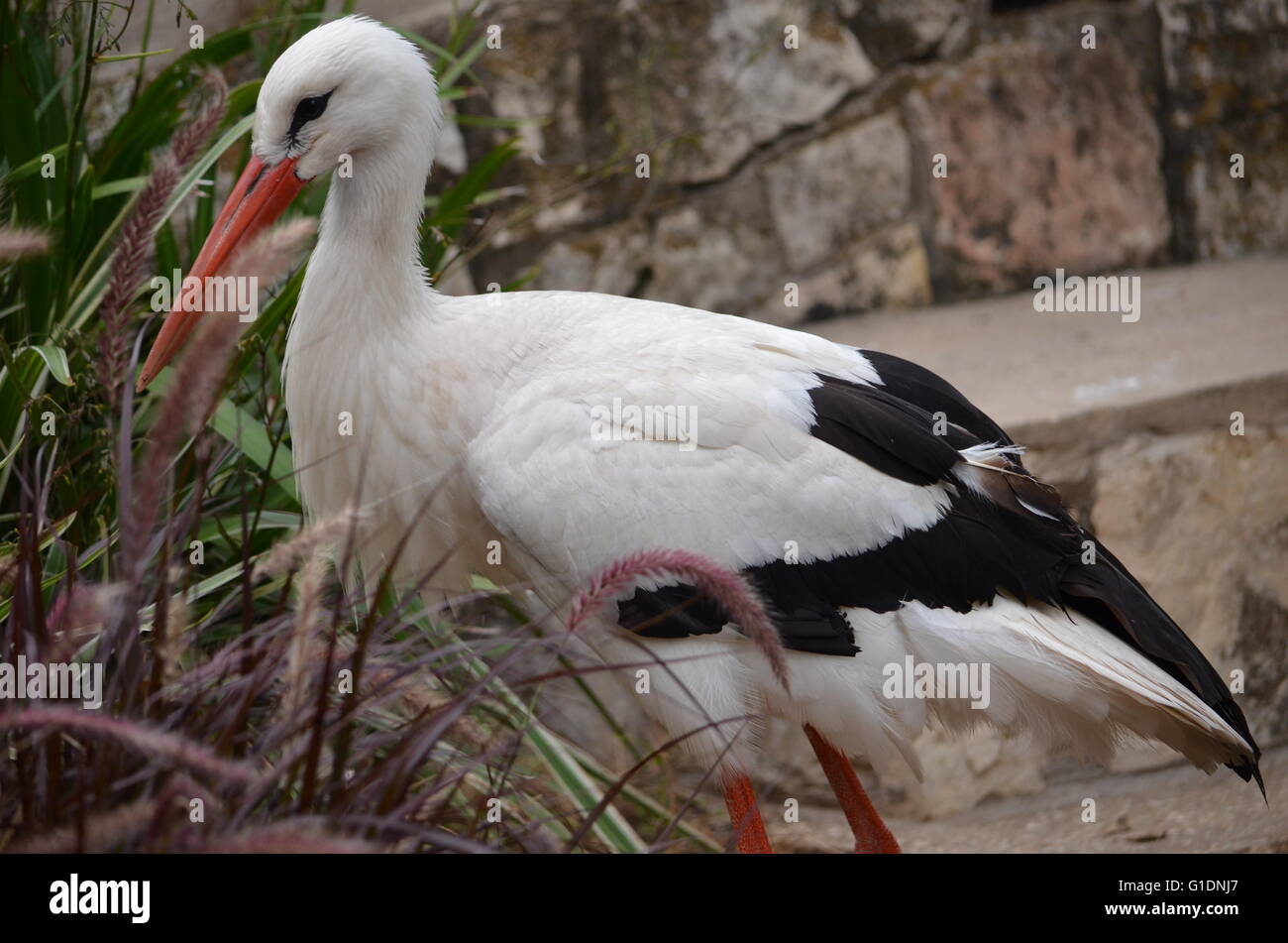 Unione cicogna bianca a San Antonio Zoo Foto Stock