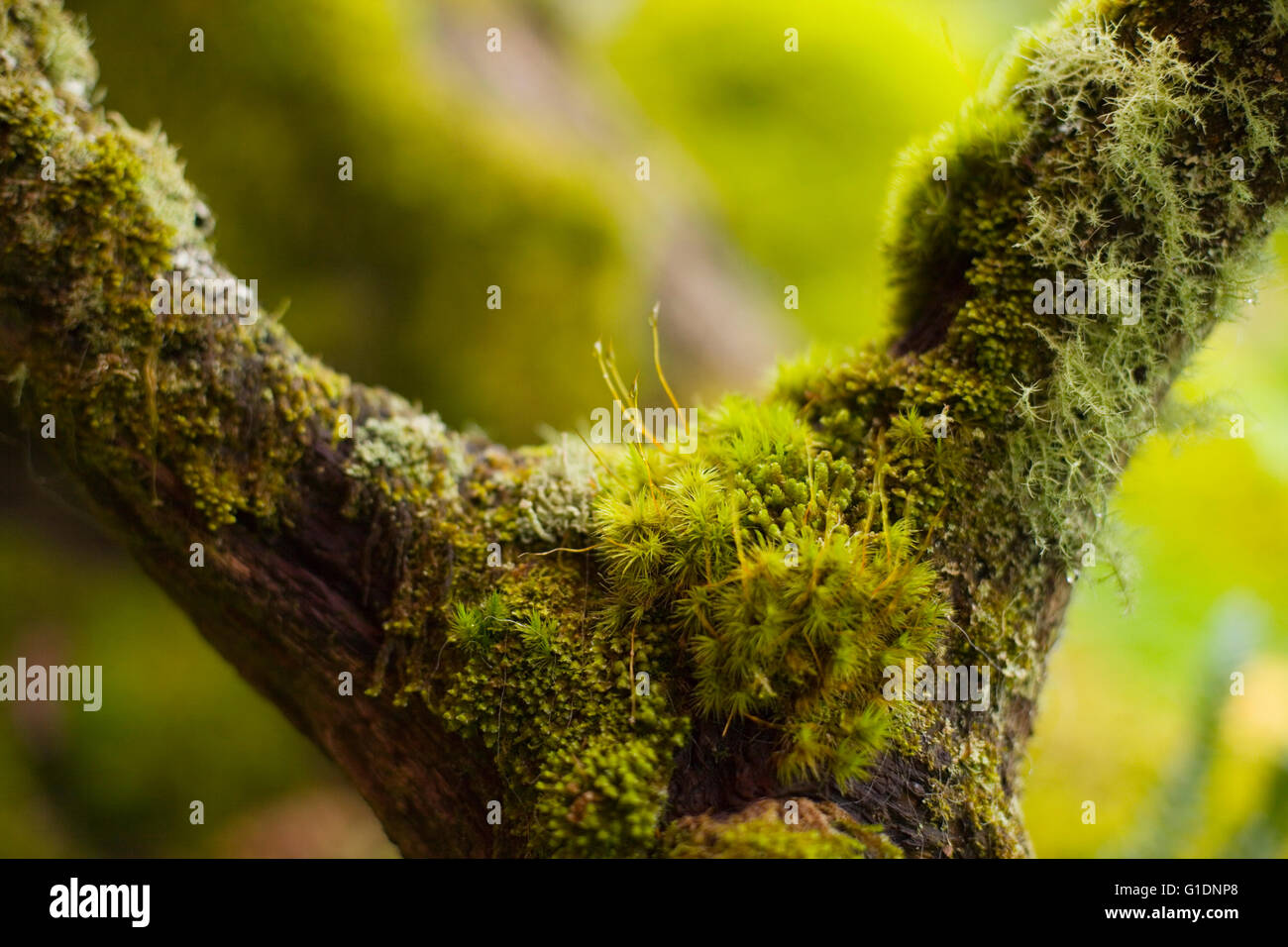 Close up dei muschi che crescono su un ramo di albero in legno wistmans, Devon, Regno Unito Foto Stock