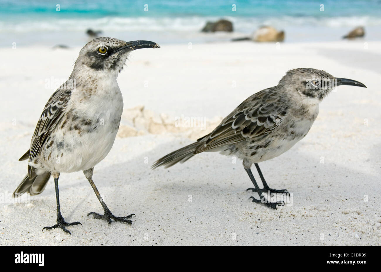 Il cofano Mockingbird (Nesomimus macdonaldi) Isla Española (cofano è) Galápagos Foto Stock