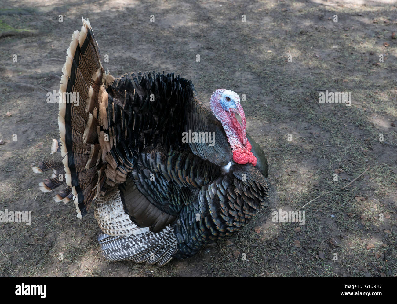 La Turchia in bronzo a Cotswold Wildlife Park Foto Stock