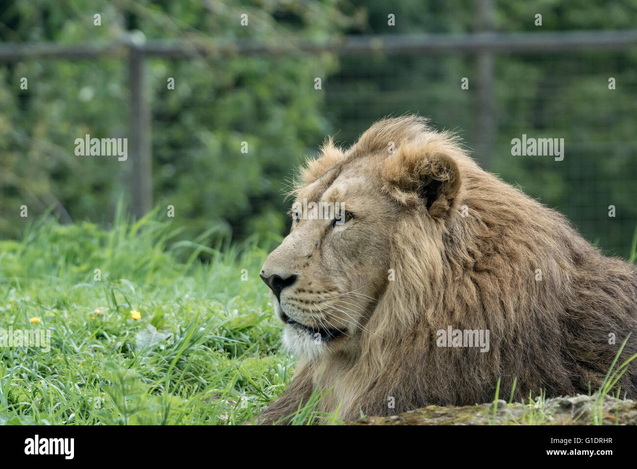 I Lions a Cotswold Wildlife Park Foto Stock