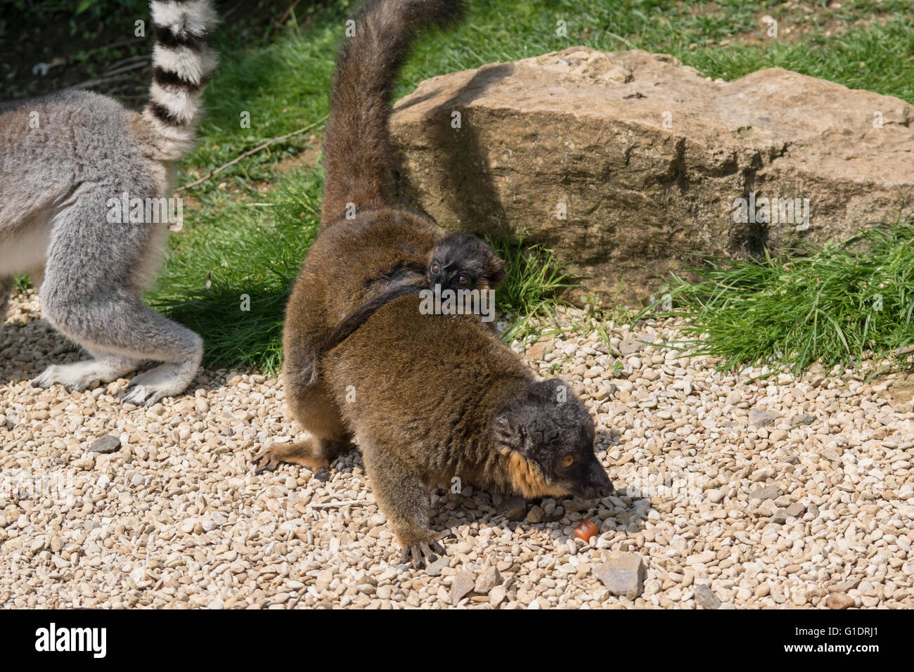 Anello lemure codato a Cotswold Wildlife Park Foto Stock