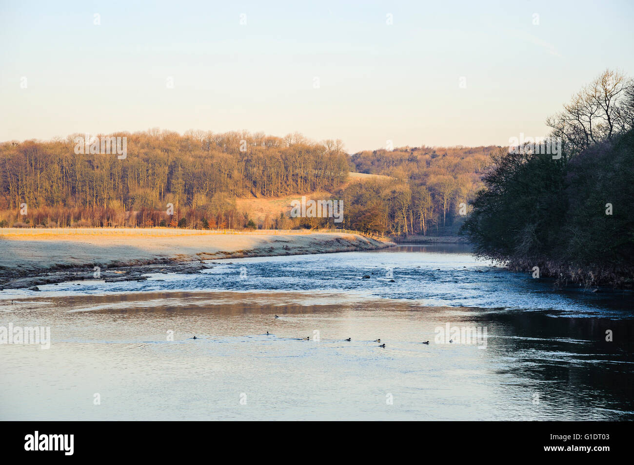 Frosty mattina sul fiume Ribble da Marles legno vicino Ribchester Lancashire Inghilterra Foto Stock