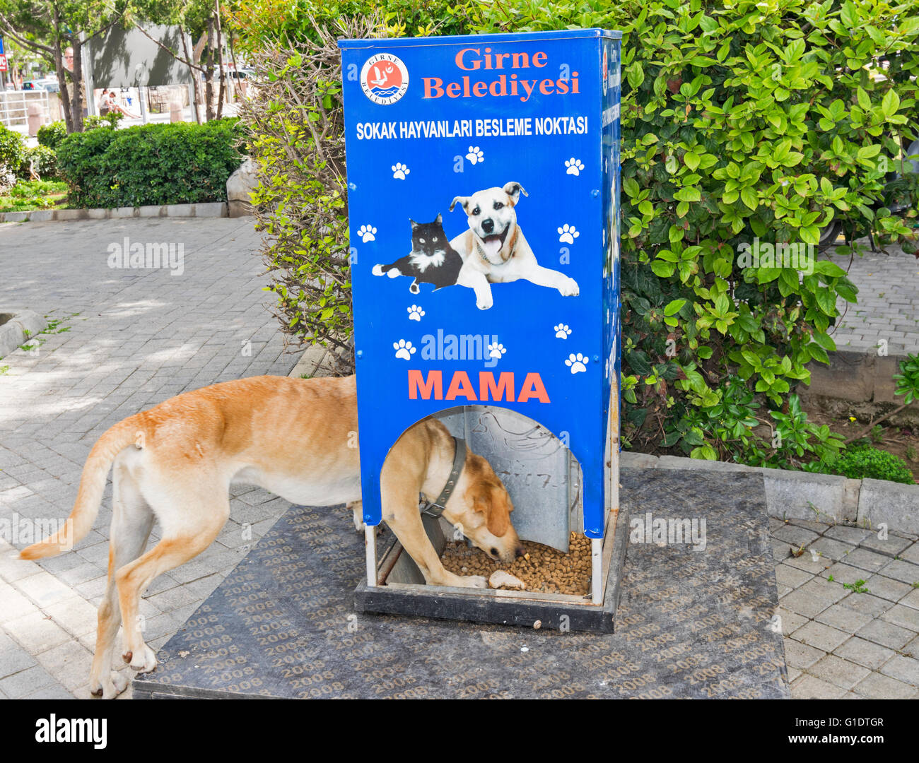 Cipro Nord KYRENIA Yellow Dog di alimentazione blu dal cibo e di PUNTO DI ACQUA NELLA PIAZZA PRINCIPALE Foto Stock