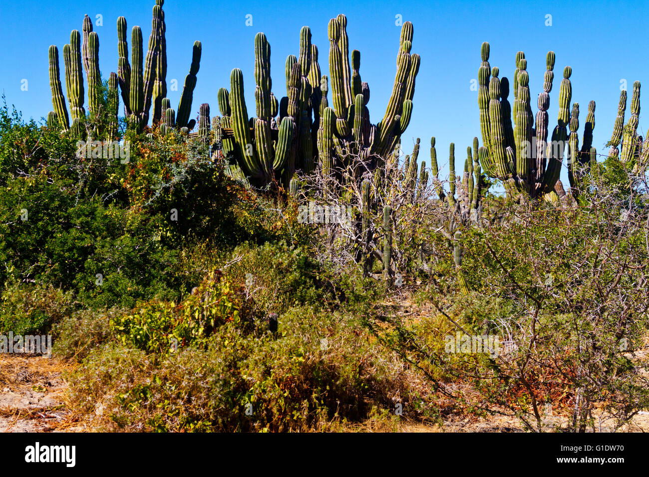 Cardon cactus grove neat Todos Santos, Baja California Sur, Messico Foto Stock