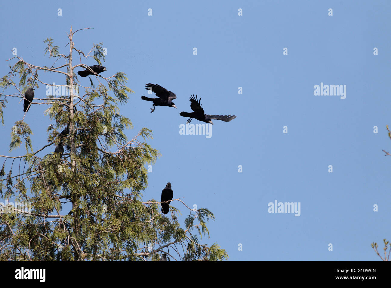Rooks e Jackdaws Foto Stock