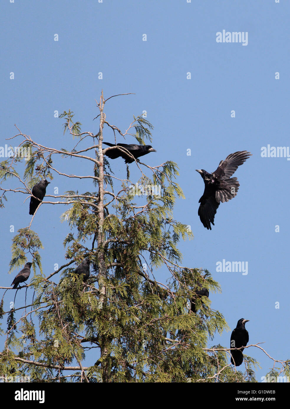 Rooks e Jackdaws Foto Stock