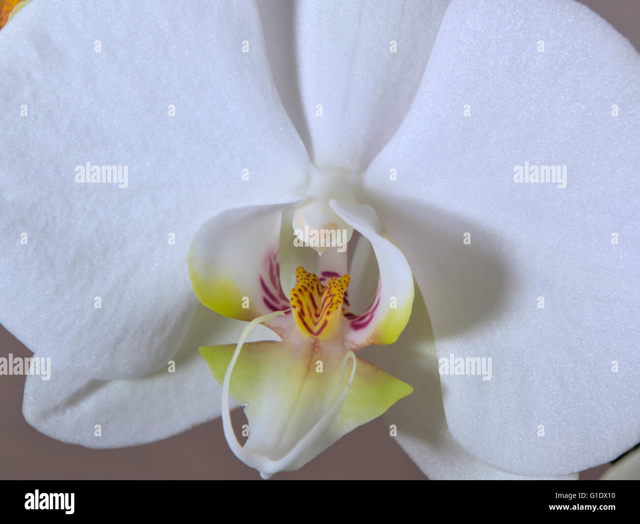 Mattina Orchid vista ravvicinata. Natura e temi floreali Foto Stock