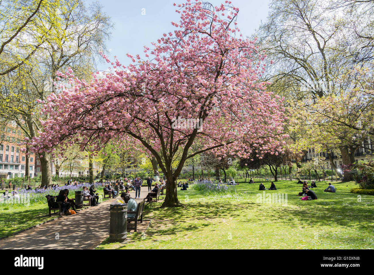 La fioritura dei ciliegi in una calda giornata estiva in Tavistock Square nella zona londinese di Bloomsbury Foto Stock