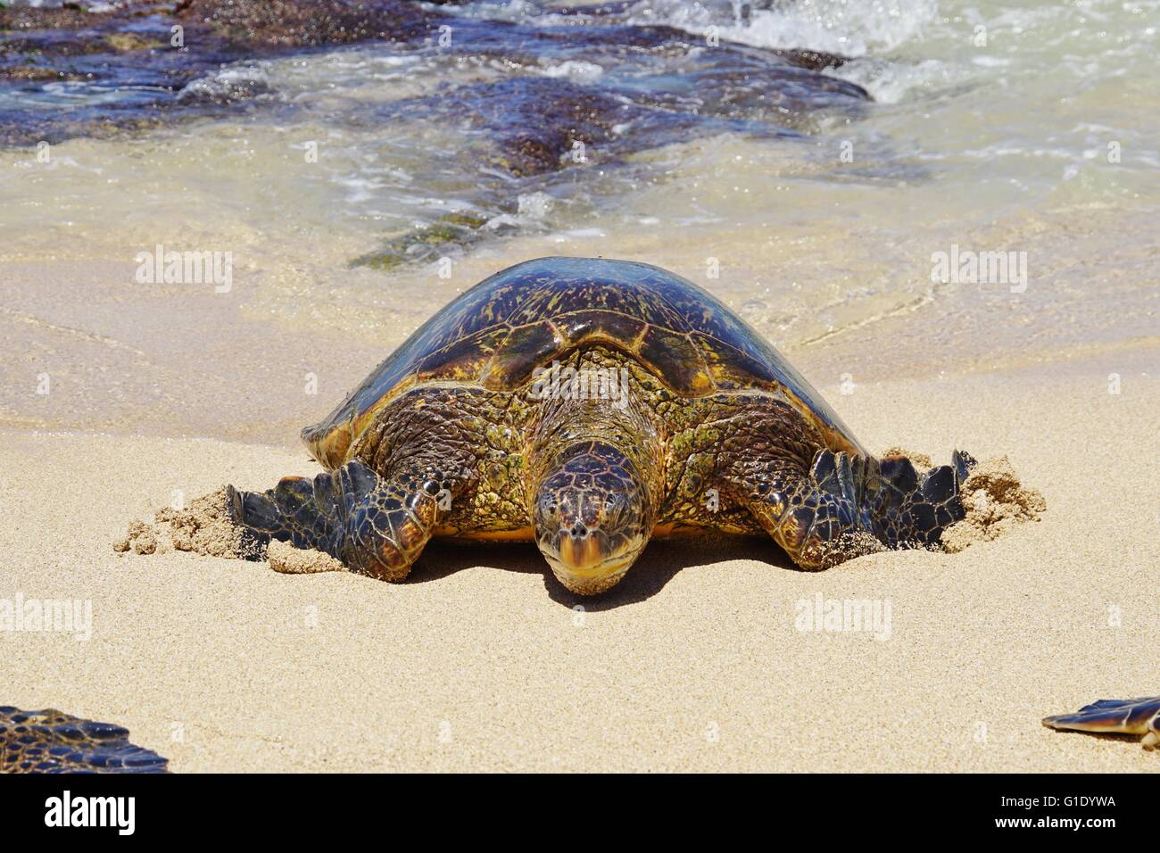 Wild gigante Honu tartarughe Verdi del Mare Hawaiano a Hookipa Beach Park, Maui Foto Stock