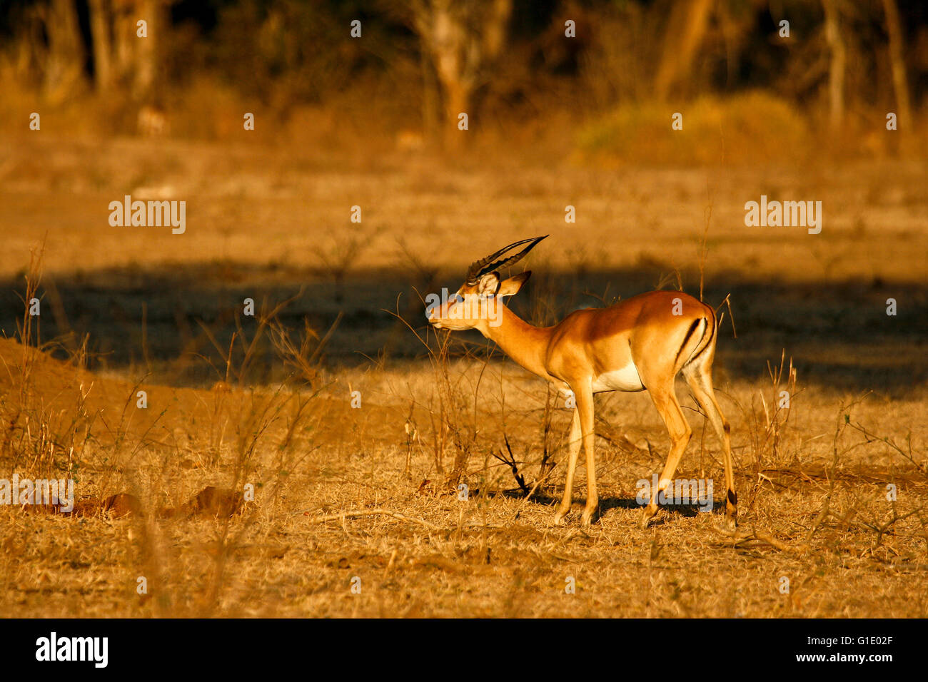 Impala, Aepyceros melampus. Parco Nazionale di Mana Pools. Zimbabwe Foto Stock