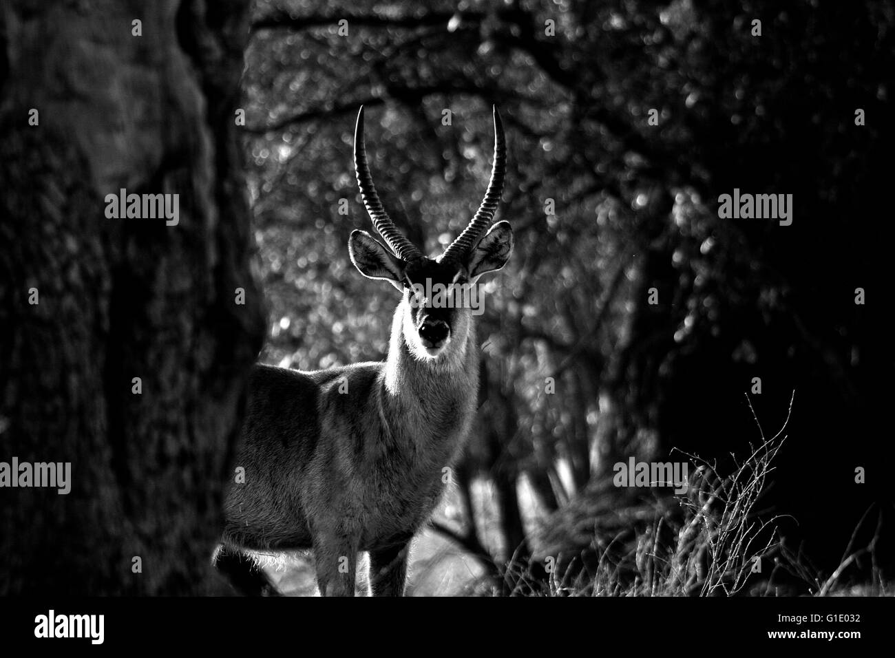 Waterbuck comune, Kobus ellipsiprymnus. Parco Nazionale di Mana Pools. Zimbabwe Foto Stock