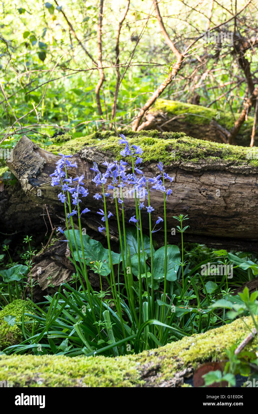 Bluebells crescente selvatici nella campagna inglese. Questi sono o bluebells spagnolo o un ibrido. Essi non sono nativi. Foto Stock