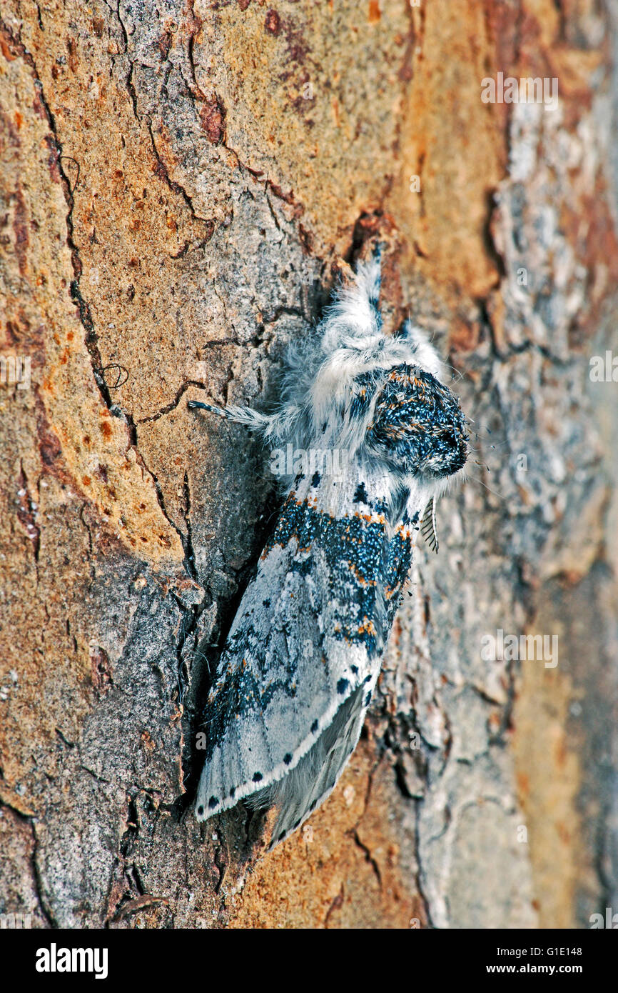 Falegname-worm Moth appeso sulla corteccia, primo piano Foto Stock