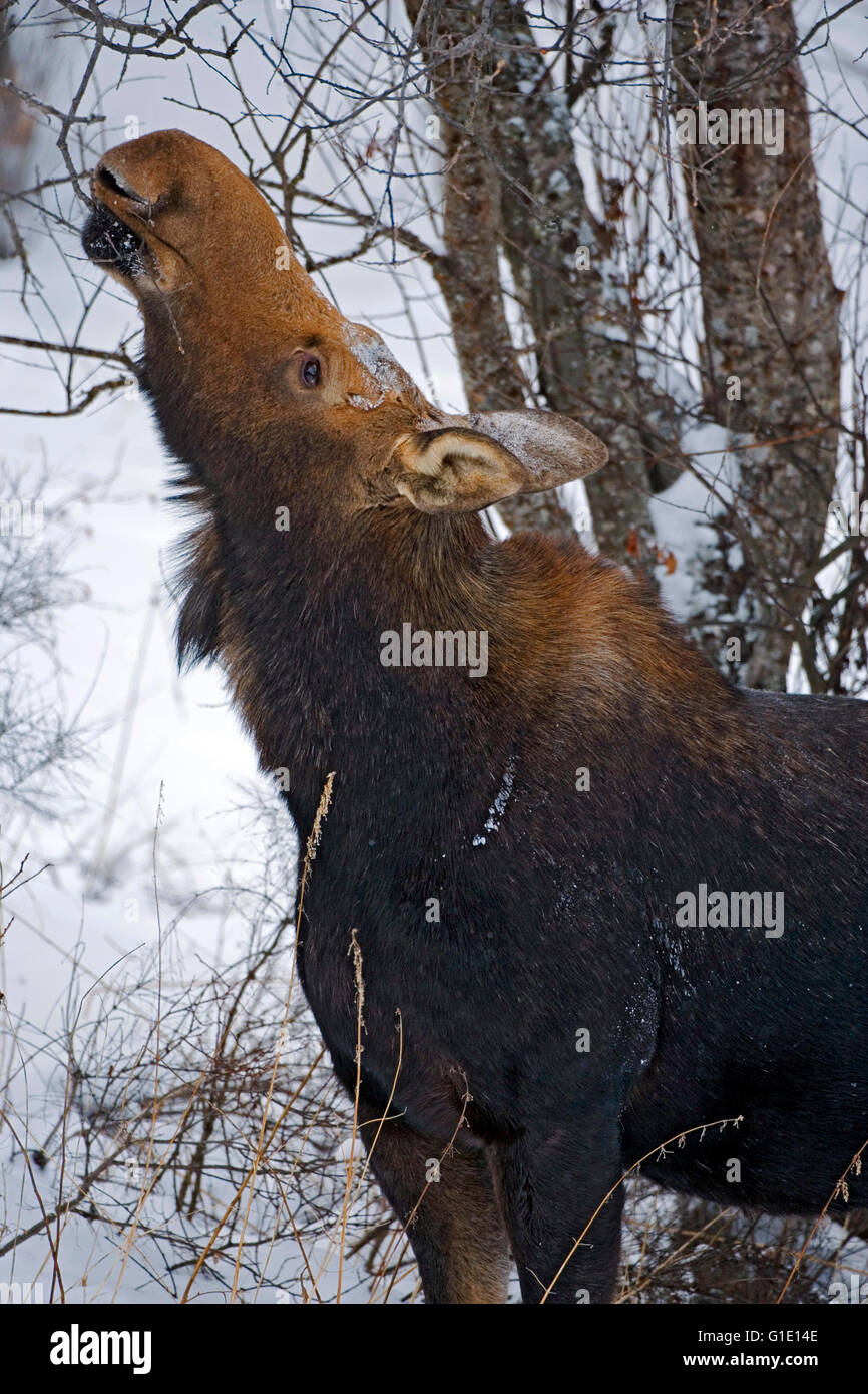 Vacca di alimentazione delle alci sui rami in inverno Foto Stock