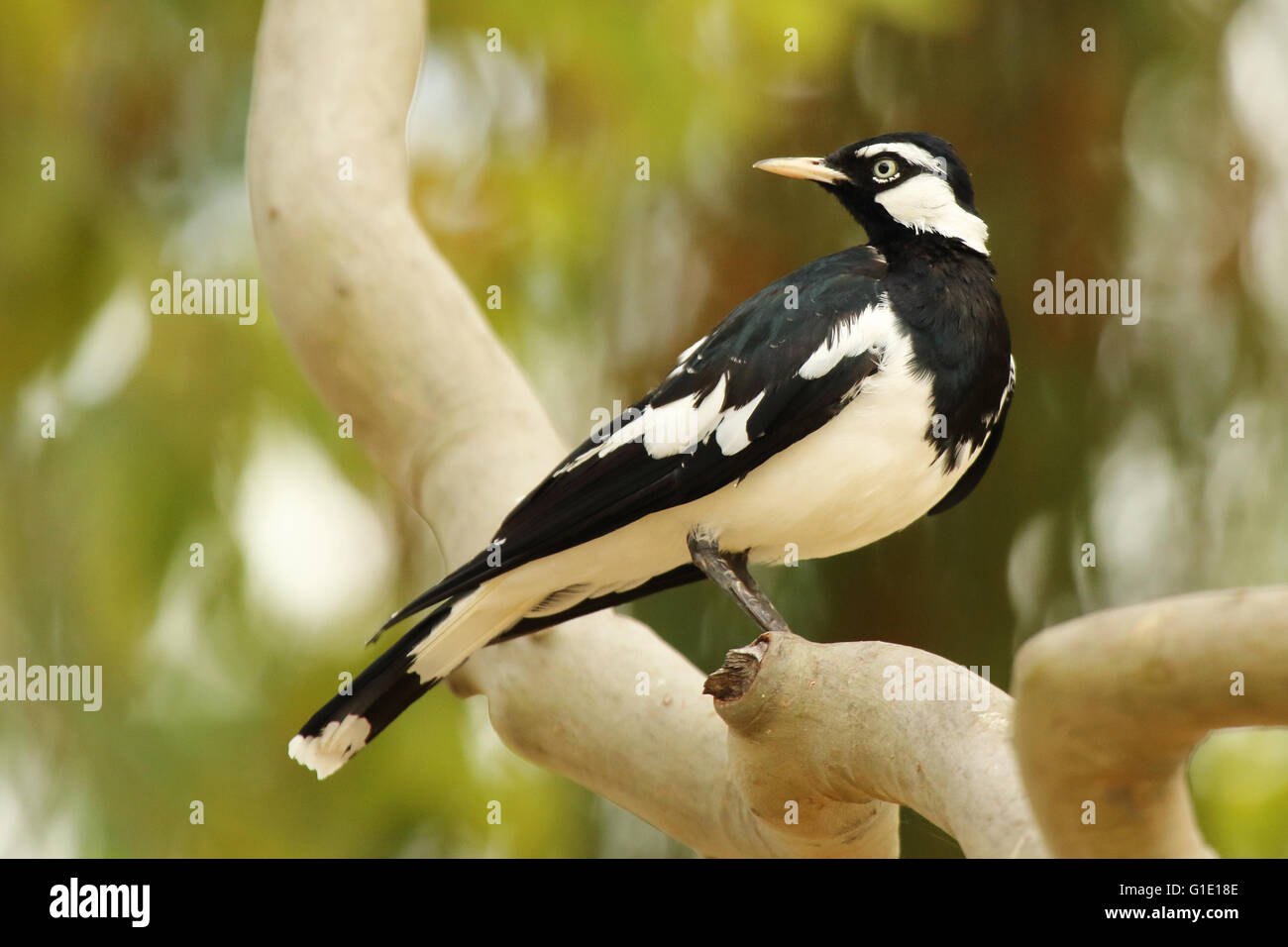 Una Gazza Lark guardando indietro. Foto Stock
