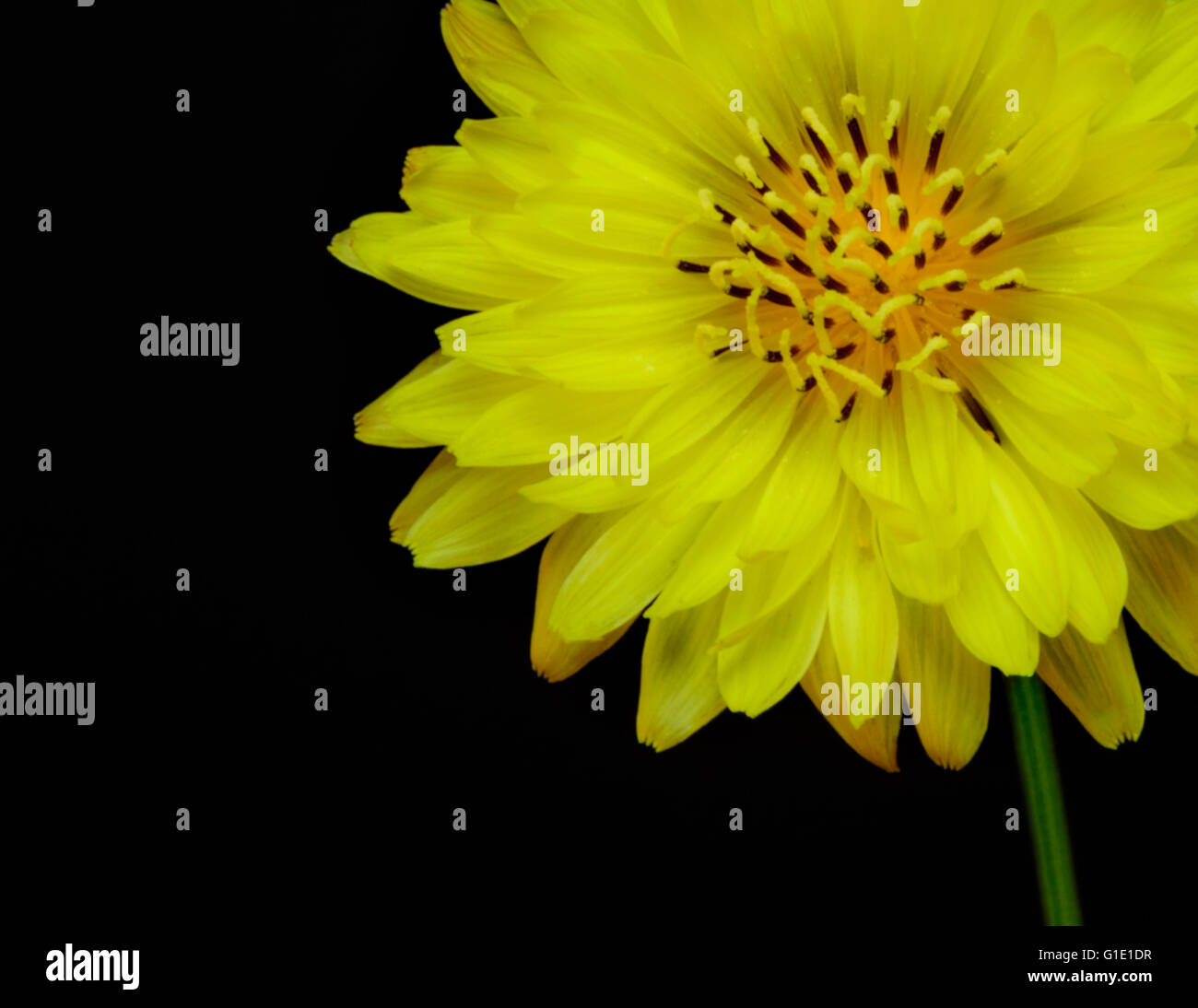 Texas falso tarassaco Pyrrhopappus multicaulis isolati su sfondo nero. Considerato un millefiori da alcuni, un erbaccia da altri. Foto Stock
