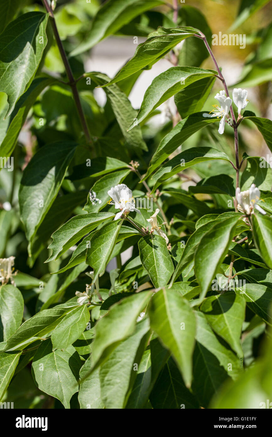 Lonicera maackii Foto Stock