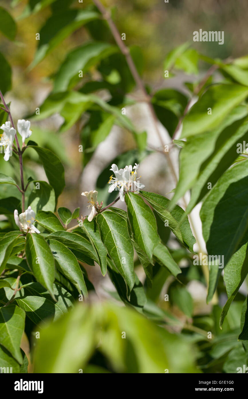 Lonicera maackii Foto Stock