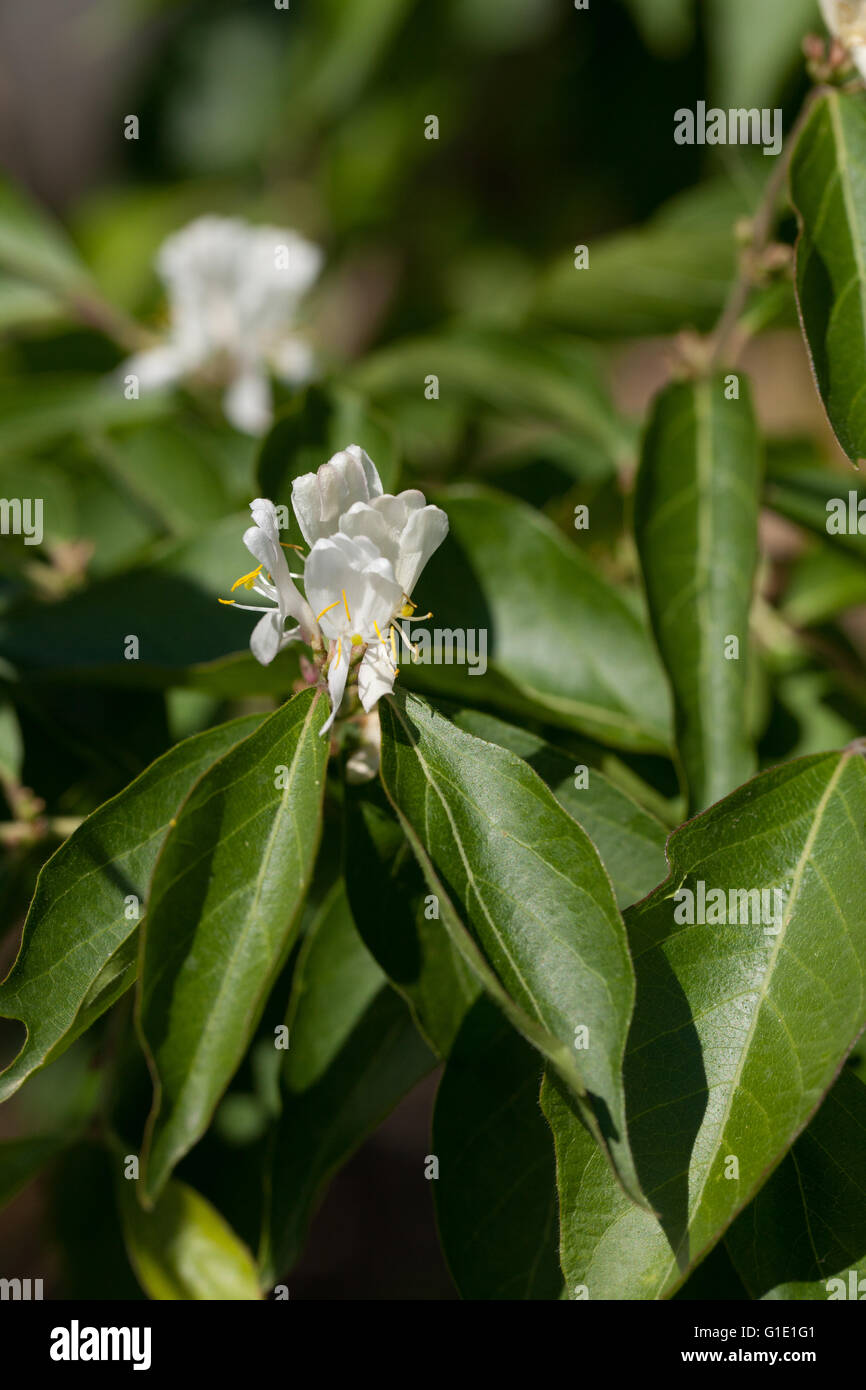 Lonicera maackii Foto Stock