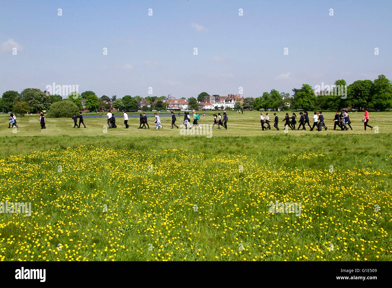 Wimbledon Londra,UK. 13 maggio 2016. La gente a piedi su Wimbledon Common come Renoncules inizia a fiorire in una giornata di sole Foto Stock