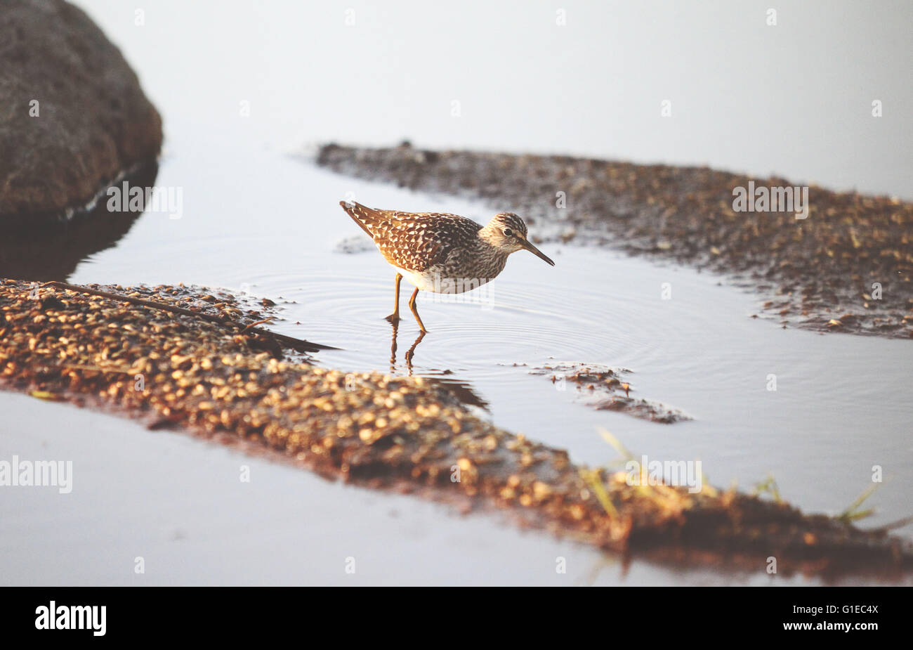 (160514) -- LIMINKA (Finlandia), 14 maggio 2016 (Xinhua) -- Un legno sandpiper cerca di cibo nella terra bagnata nella baia di Liminka, Finlandia il 13 maggio 2016. Liminka Bay, situato nel nord-ovest della Finlandia, è uno dei più preziosi habitat di uccelli in Europa, dove si può guardare oltre 200 specie diverse di uccelli ogni anno più di 160 dei quali nidificano in zona. Ogni primavera, i migranti di iniziare a raccogliere qui. È un luogo preferito per il birdwatching e la fotografia di uccelli in Finlandia. (Xinhua/Zhang Xuan) Foto Stock