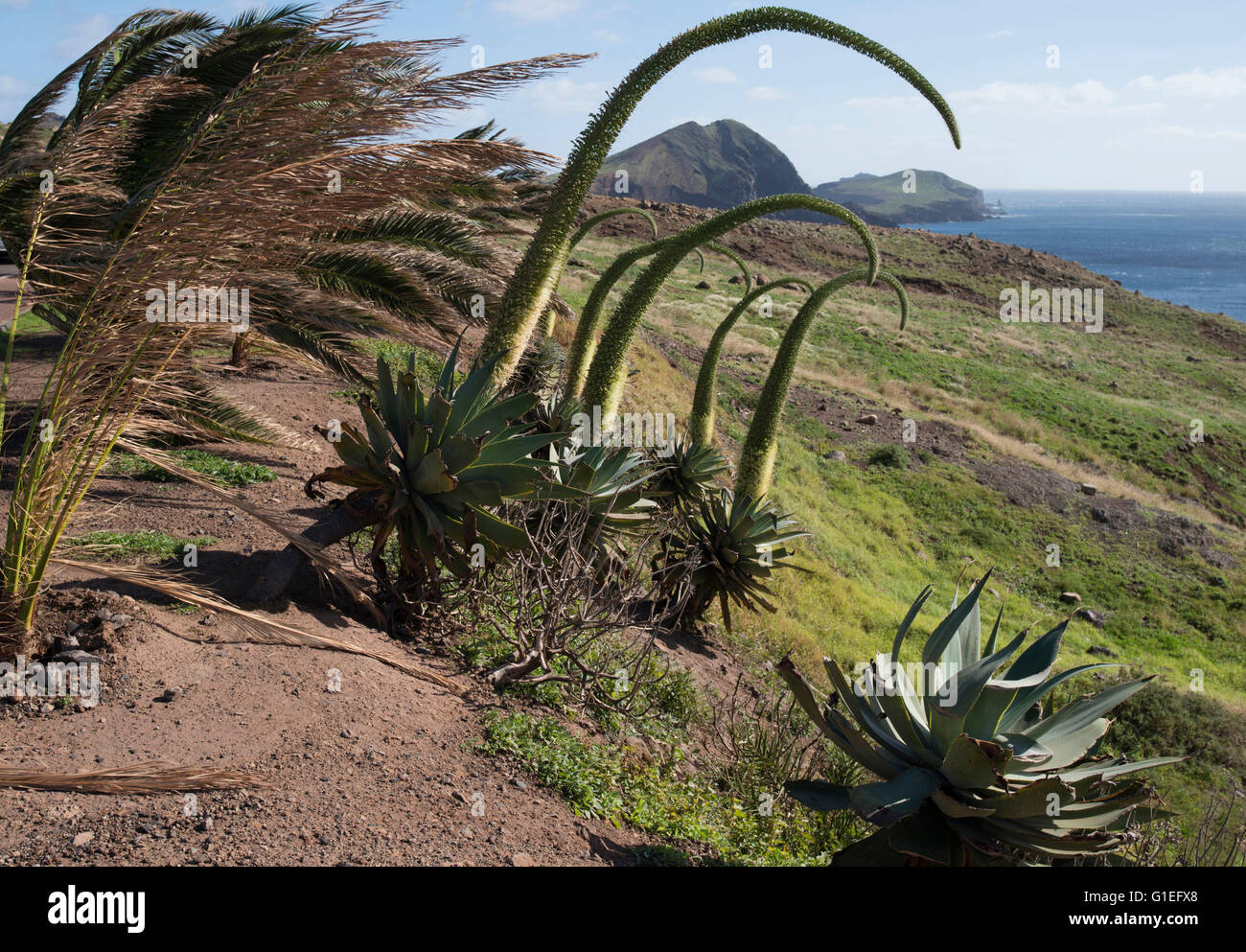Impianto di battente la vita a Ponta da Sao Lourenco, Madeira, Portogallo Foto Stock