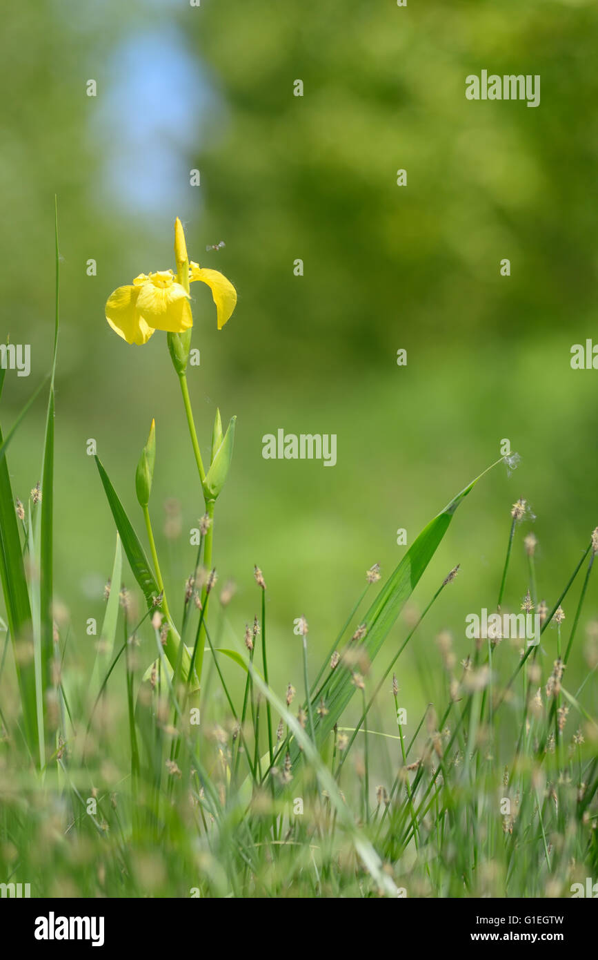 Bandiera gialla che fiorisce in foresta Foto Stock