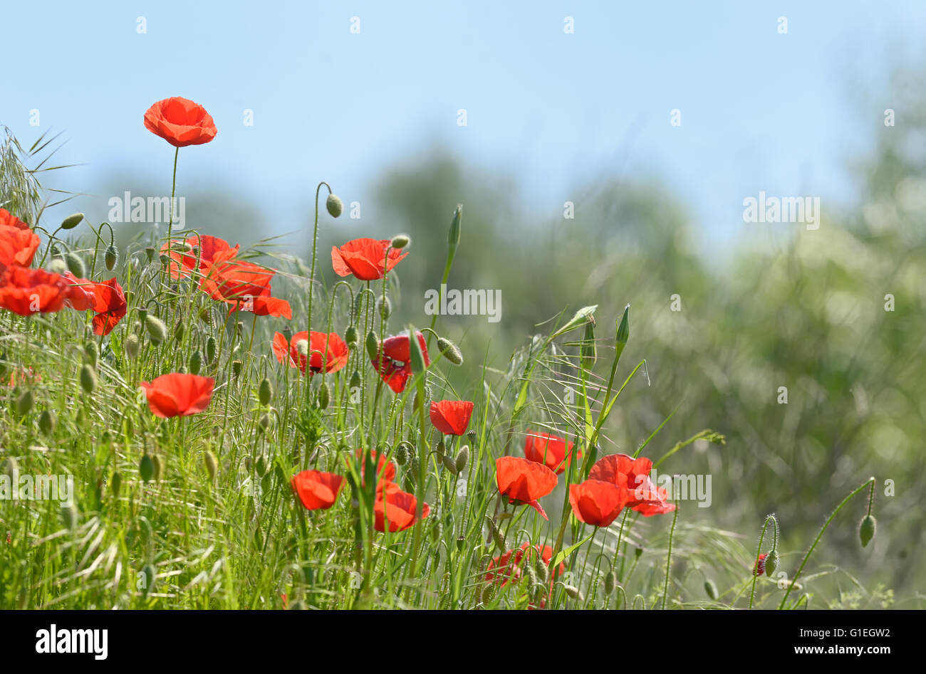 Papavero selvatico fiori sul campo a molla Foto Stock