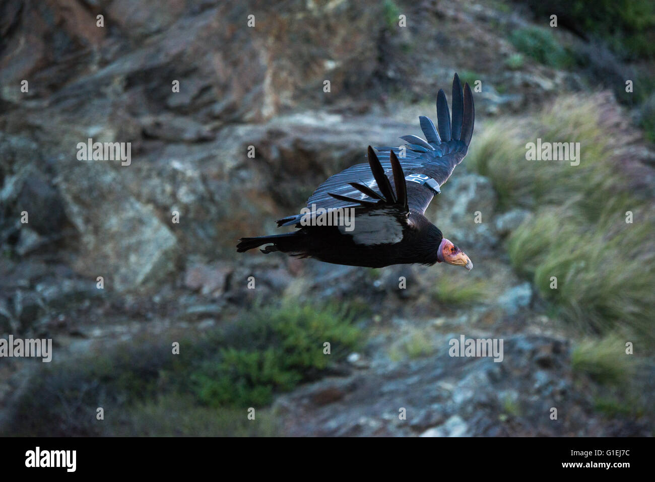 Un California condor Gymnogyps californianus in volo su Big Sur in California Foto Stock